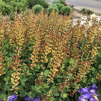 Decadence® 'Cherries Jubilee' False Indigo