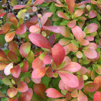 Dwarf Crimson Pygmy Barberry bush ideal for borders and low hedges