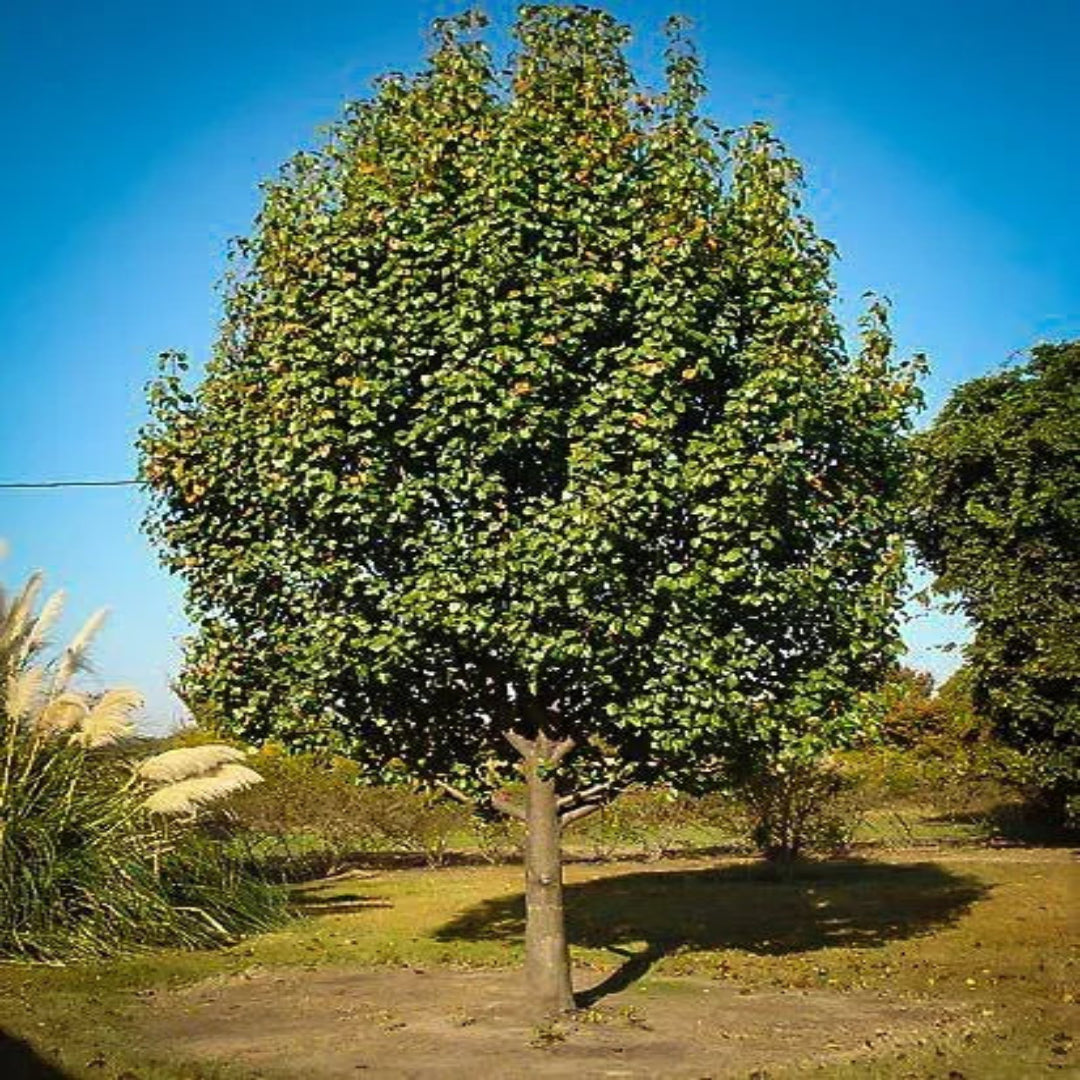 Bartlett Pear Tree in nursery field with full foliage