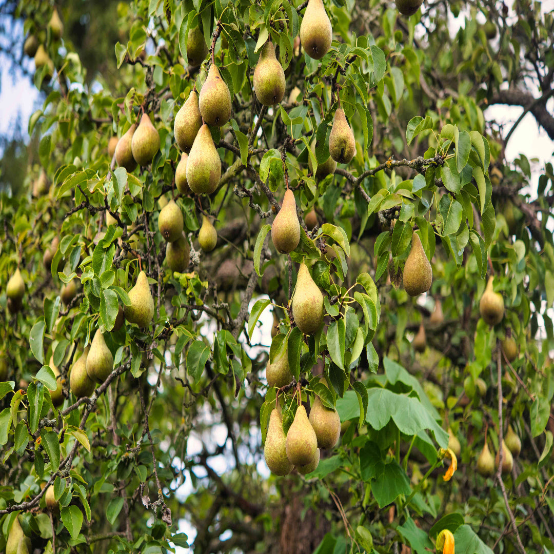 Healthy Bartlett Pear Tree planted in home orchard
