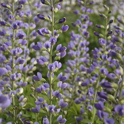 Baptisia Decadence® &