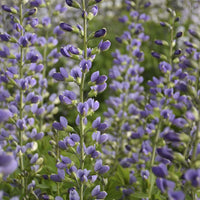 Baptisia Decadence 'Blue Bubbly' False Indigo