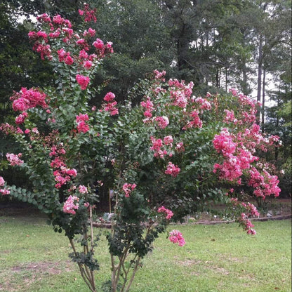 Peppermint Crape Myrtle
