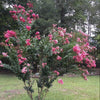 Peppermint Crape Myrtle