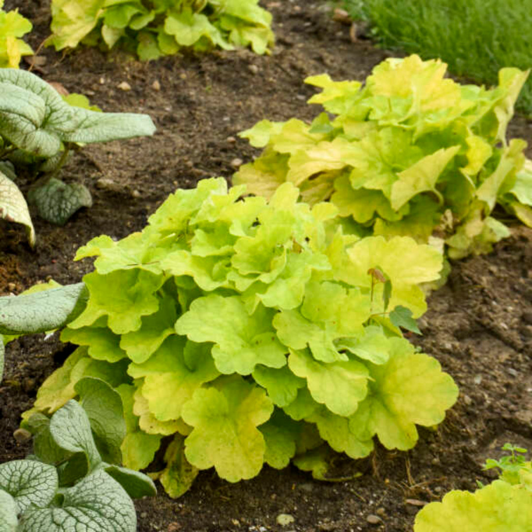 Heuchera X Villosa Pistache