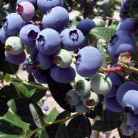 Hand holding ripe Duke blueberries freshly picked from the bush