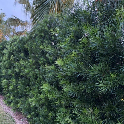 Podocarpus ‘Maki’ Macrophyllus