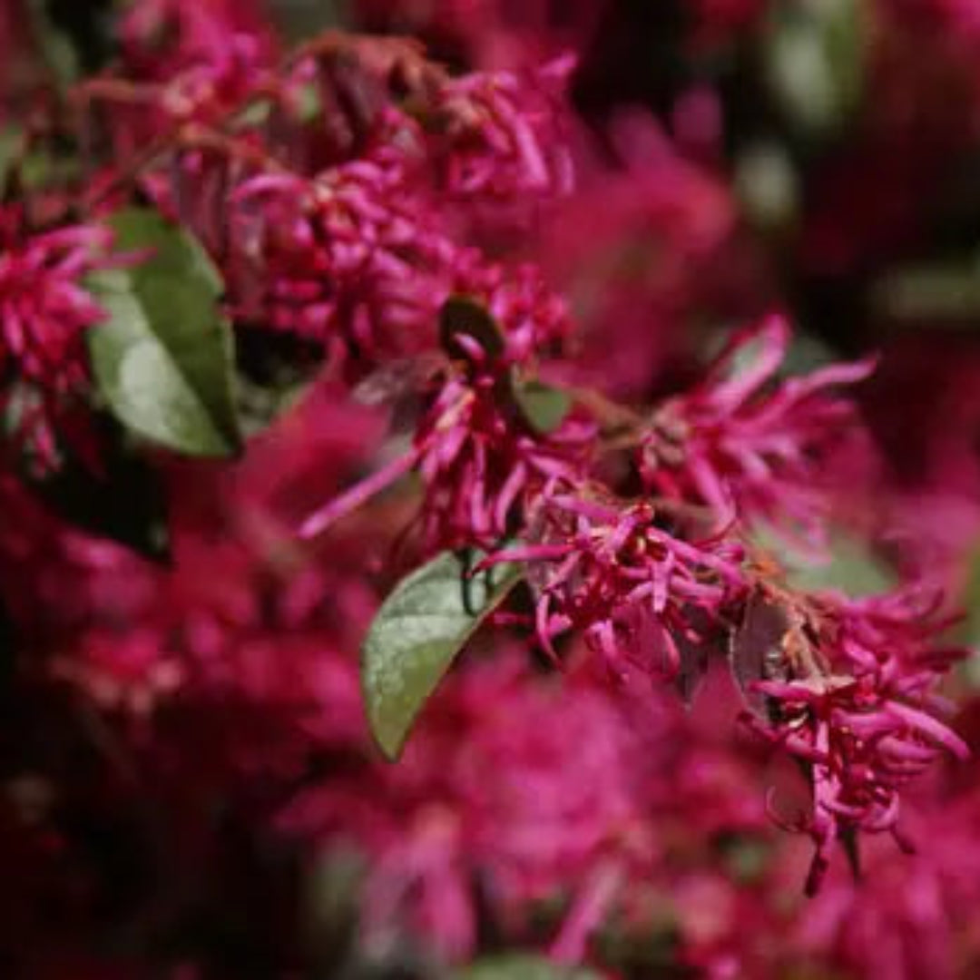 Zhuzhou Loropetalum shrub with vibrant purple leaves