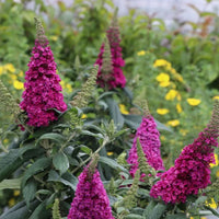 Pugster Pico Punch Butterfly Bush