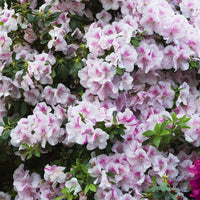 Encore Azalea Autumn Twist