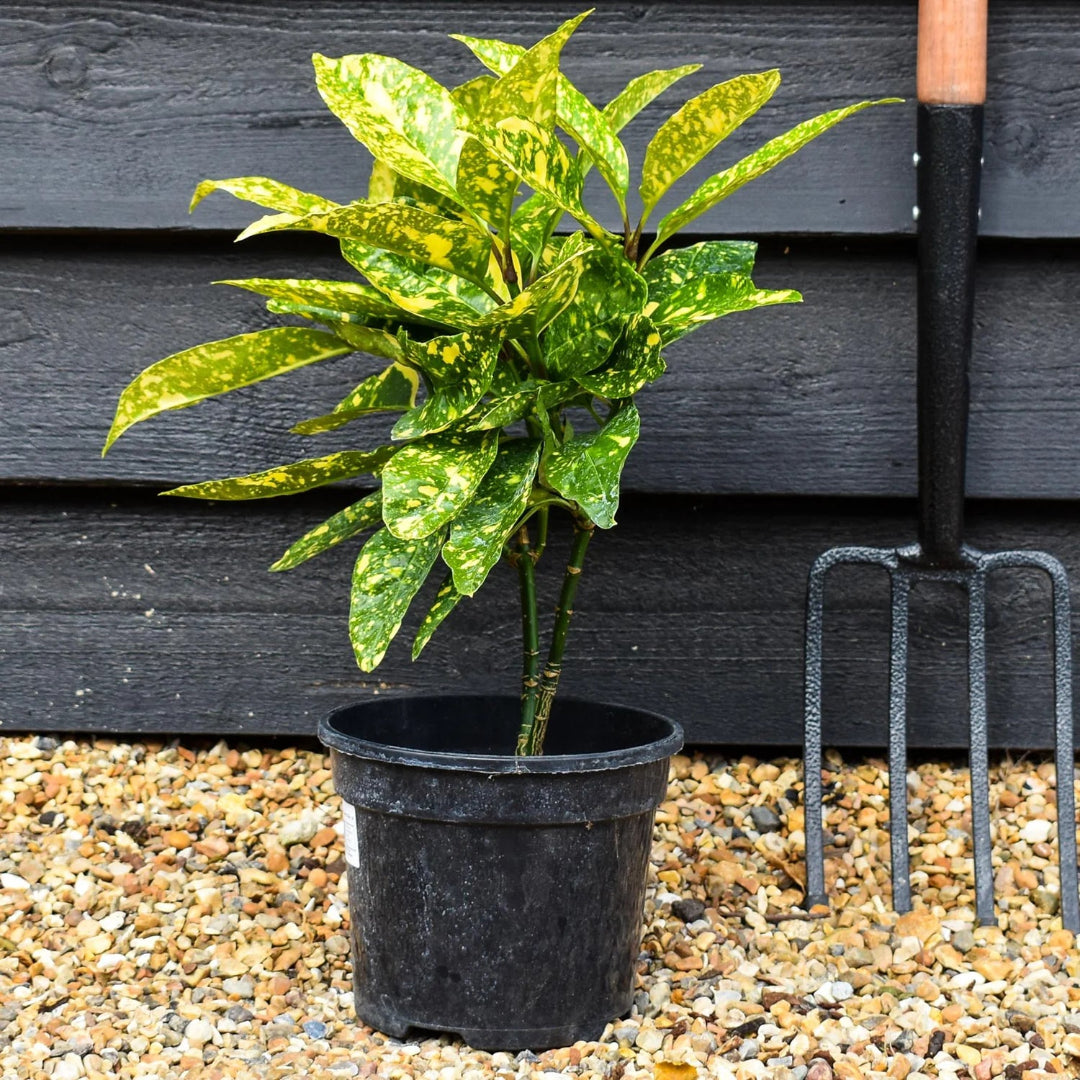 Aucuba Japonica Marmorata