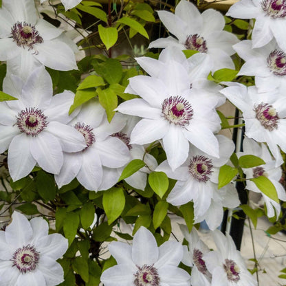 Clematis ‘Miss Bateman’