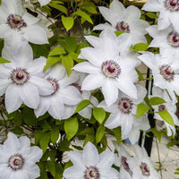 Clematis ‘Miss Bateman’