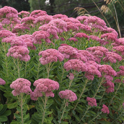 Sedum &
