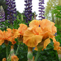 Iris Germanica 'Maid of Orange' Bearded German Iris