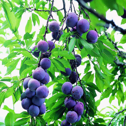 Early Blue Plum