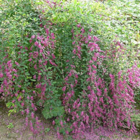 Lespedeza Pink Cascade Shrub