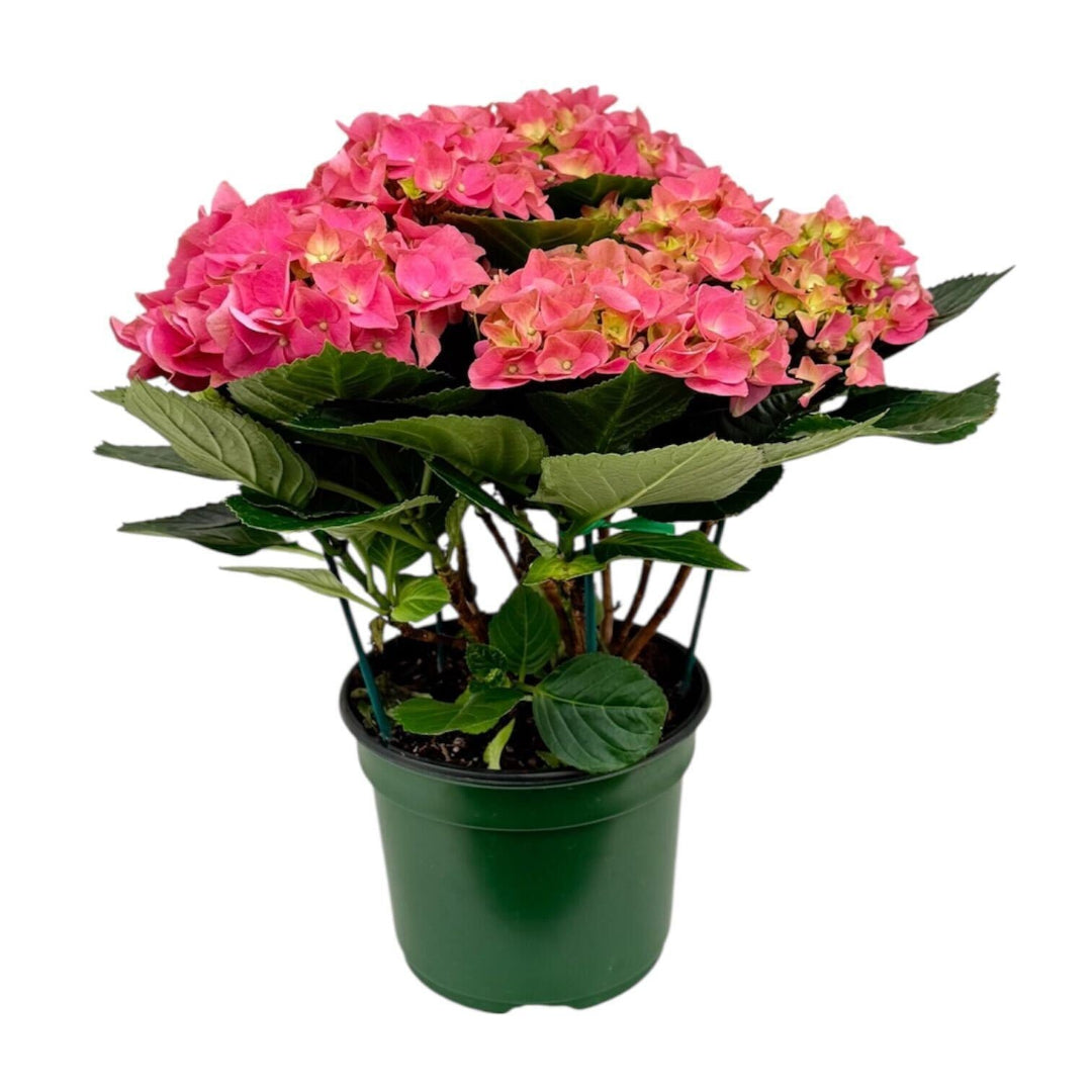 Early Rosa Hydrangea Plant