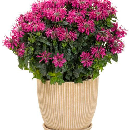 Monarda &