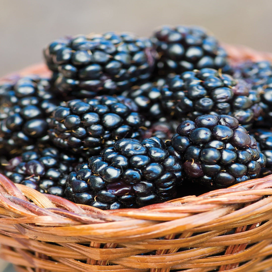 Prime Ark 45 Blackberry