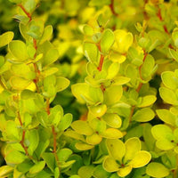 Aurea Barberry