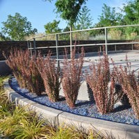 Barberry 'Helmond Pillar'