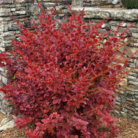 Barberry 'Toscana'