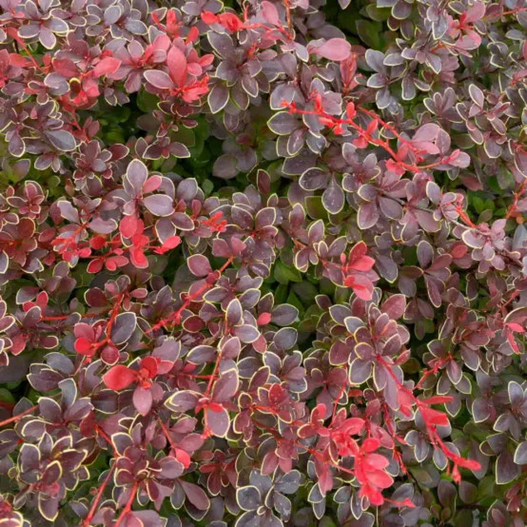 Barberry Sunjoy Tangelo