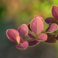 Barberry 'Toscana'
