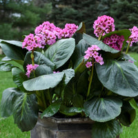 Bergenia 'Miss Piggy' - [EG]