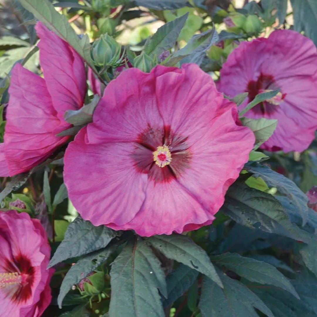 Hibiscus Summerific® &