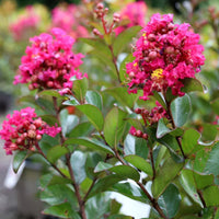 Berry Dazzle crape myrtle dwarf shrub with bright fuchsia summer flowers
