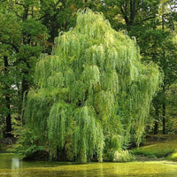 Mature Corkscrew Willow near water