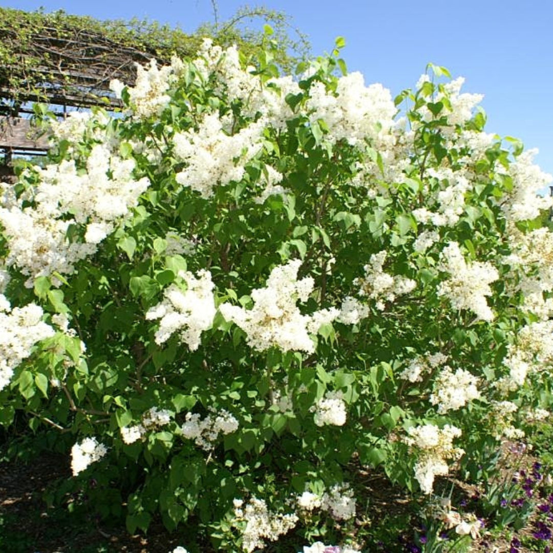 Syringa Betsy Ross Lilac