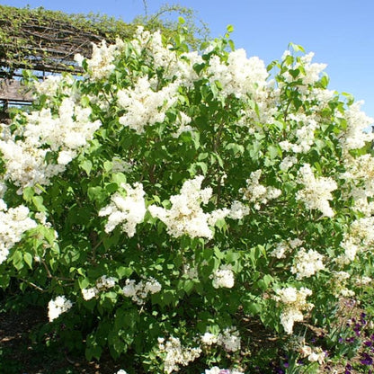 Syringa Betsy Ross Lilac