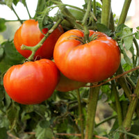 Close up of Better Boy tomato fruit with glossy skin and juicy flesh