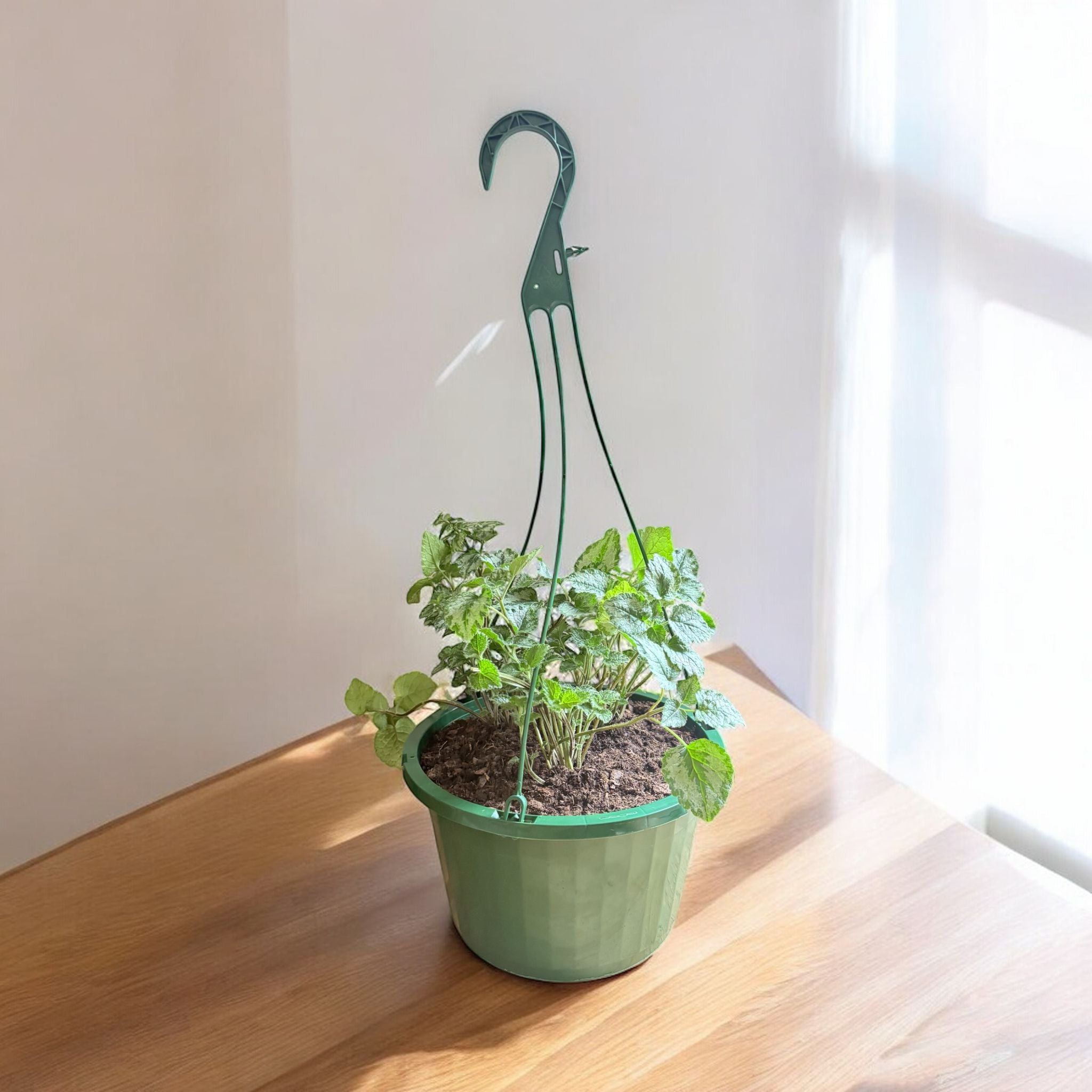 Yellow arch angel Hanging Basket (Live Indoor plants)