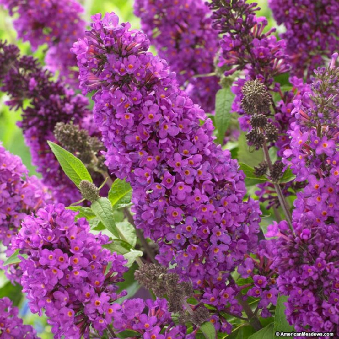 Tutti Frutti Butterfly Bush
