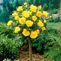 Rosa ‘Meilanycid’ Gilded Sun® Floribunda Rose - Tree Form