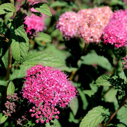 Superstar Spirea