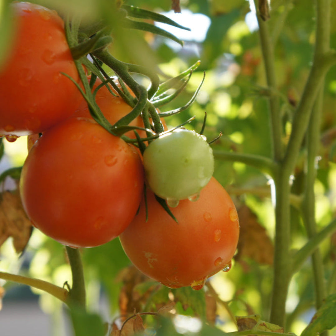 Tomato Plant &