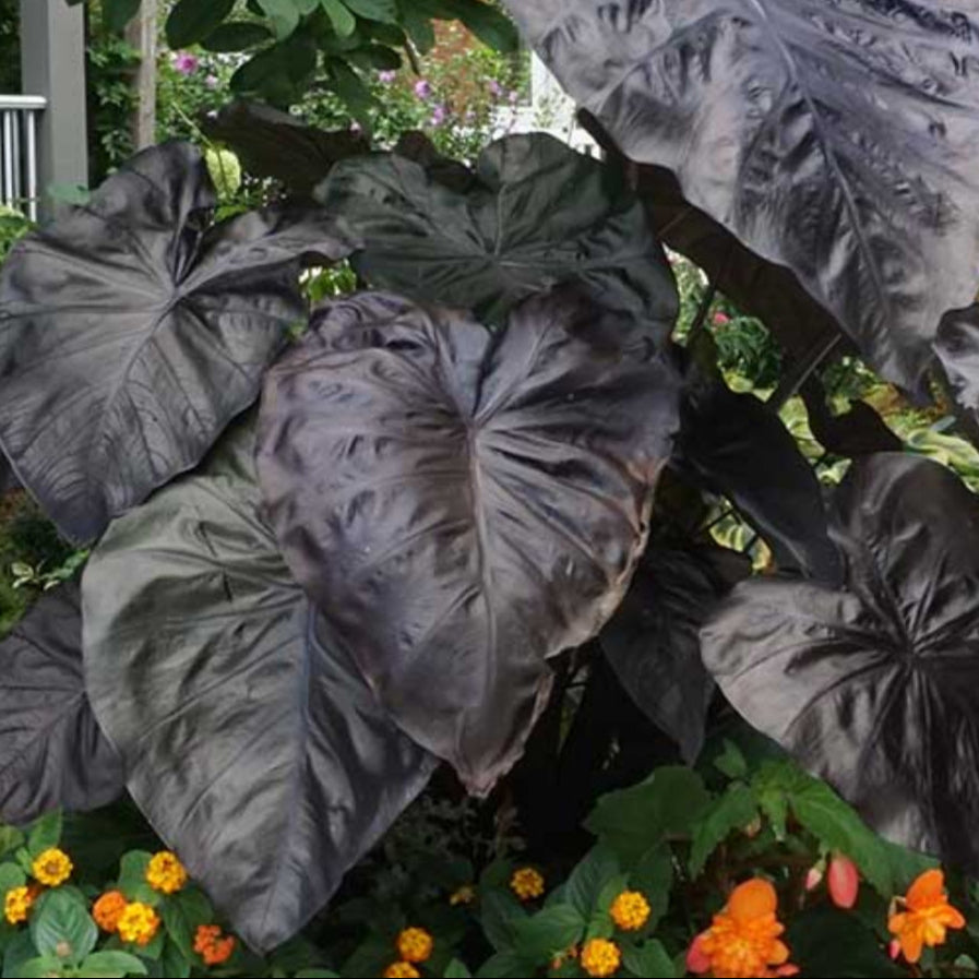 Black Coral Elephant Ear