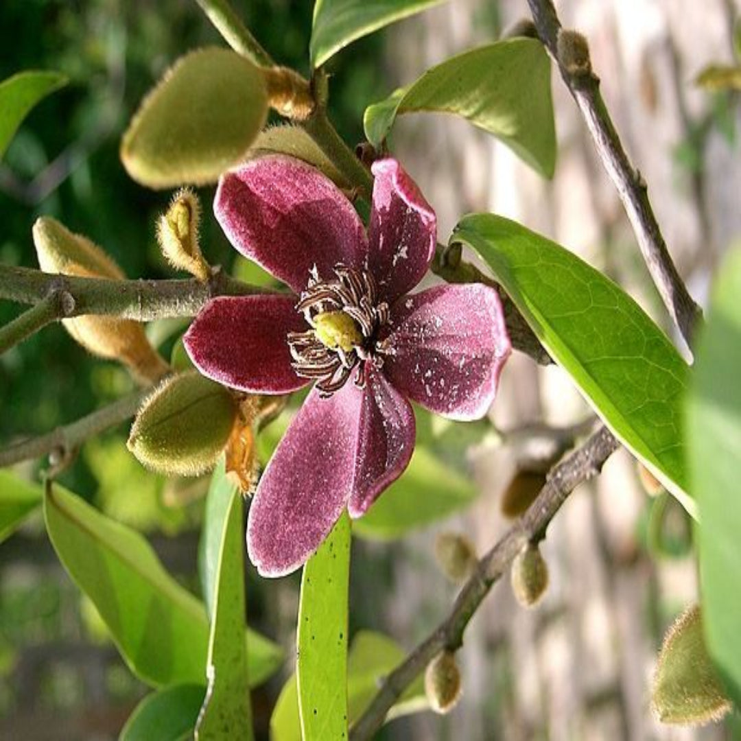 Stellar Ruby Magnolia