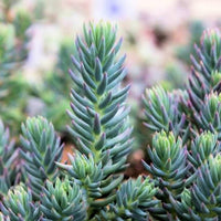 Sedum rupestre 'Blue Spruce' - [EG]