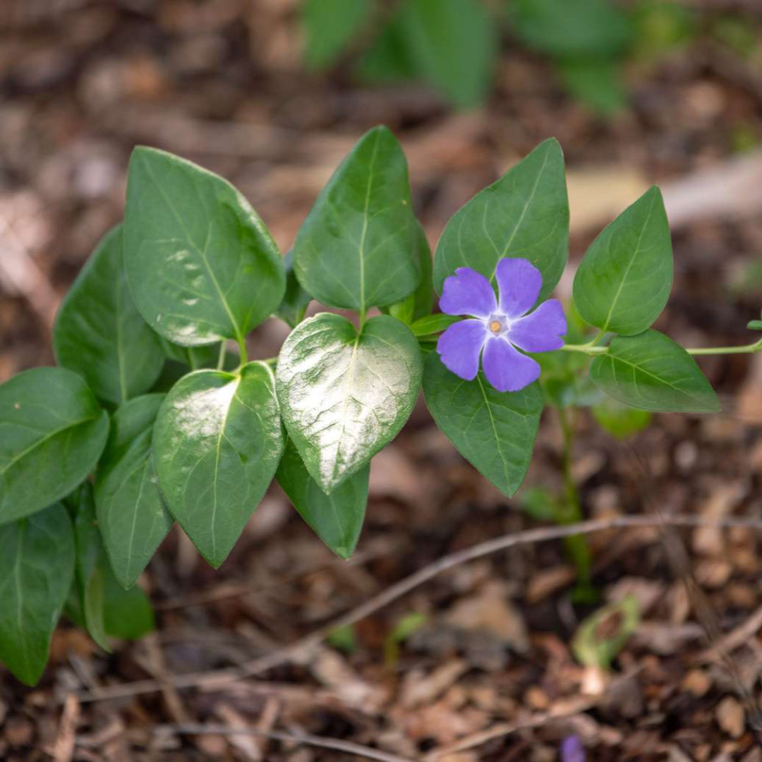 Bigleaf periwinkle vinca major plant growing as evergreen groundcover