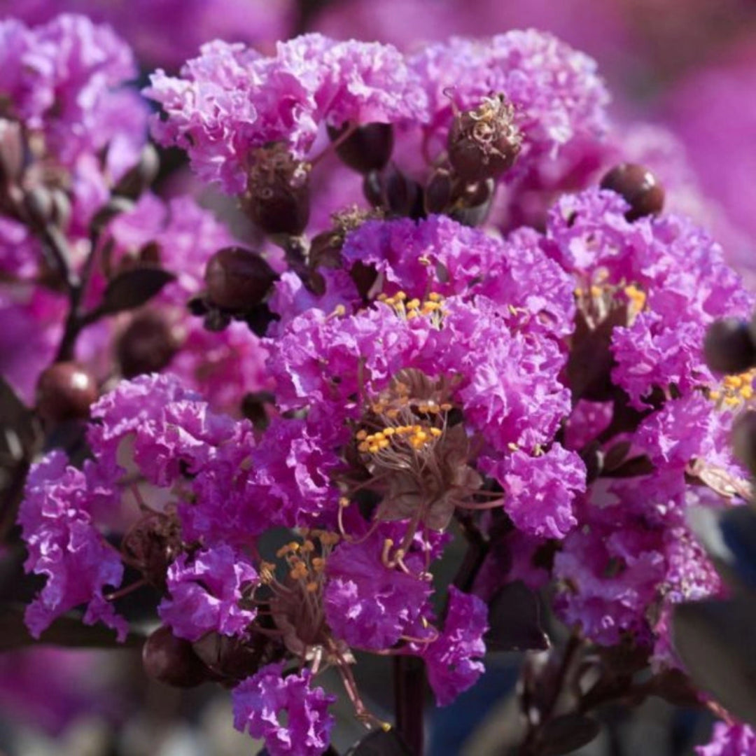 Close up of Early Bird Lavender crape myrtle flowers showing rich purple spring blooms