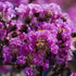 Close up of Early Bird Lavender crape myrtle flowers showing rich purple spring blooms