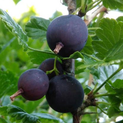 Black Velvet Gooseberry