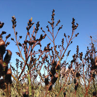 Mature pussy willow shrub planted in a garden landscape setting