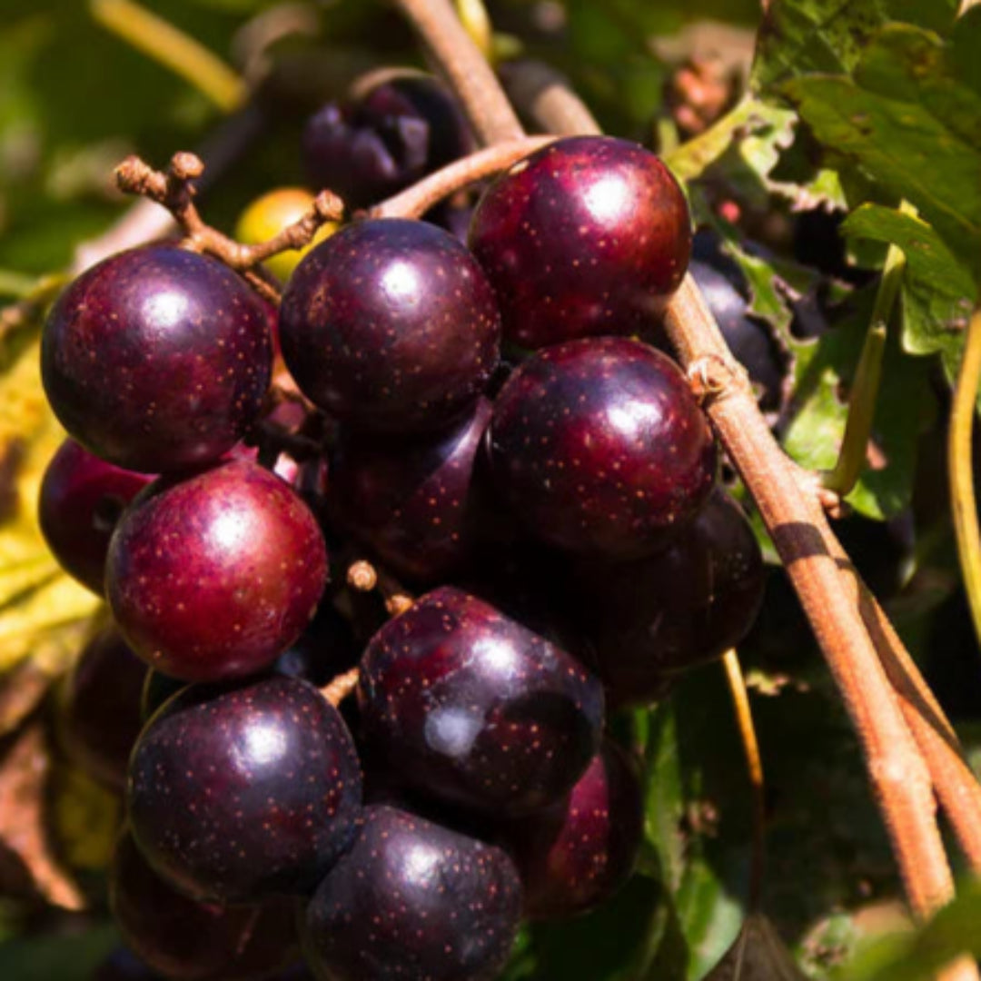 Ripe Black Fry Muscadine Grapes on vine